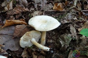 Tricholoma album (2)